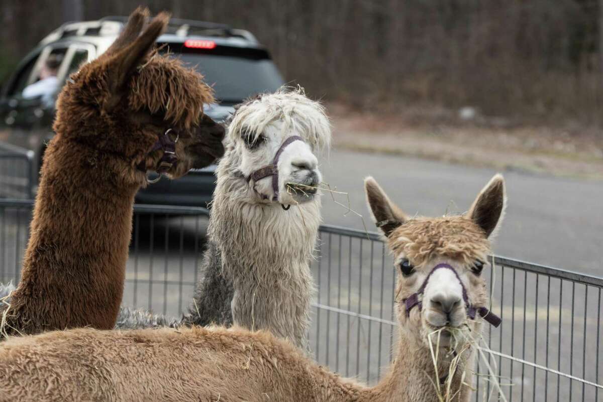 Alpacas watch as cars drive by at the living nativity at WEPCO on Sunday. "The celebration of the coming of Emmanuel - God with us - breaks into our lives and surprises us each and every year in new ways," she said, adding the nativity could enable visitors to "experience light, hope, peace and love." The Rev. Marissa Rohrbach, rector of St. Matthew's, said at this time of COVID, "we are all in need of a reminder of the power of that love, of what is possible with God, and of the deep joy that comes when we live faithfully together."