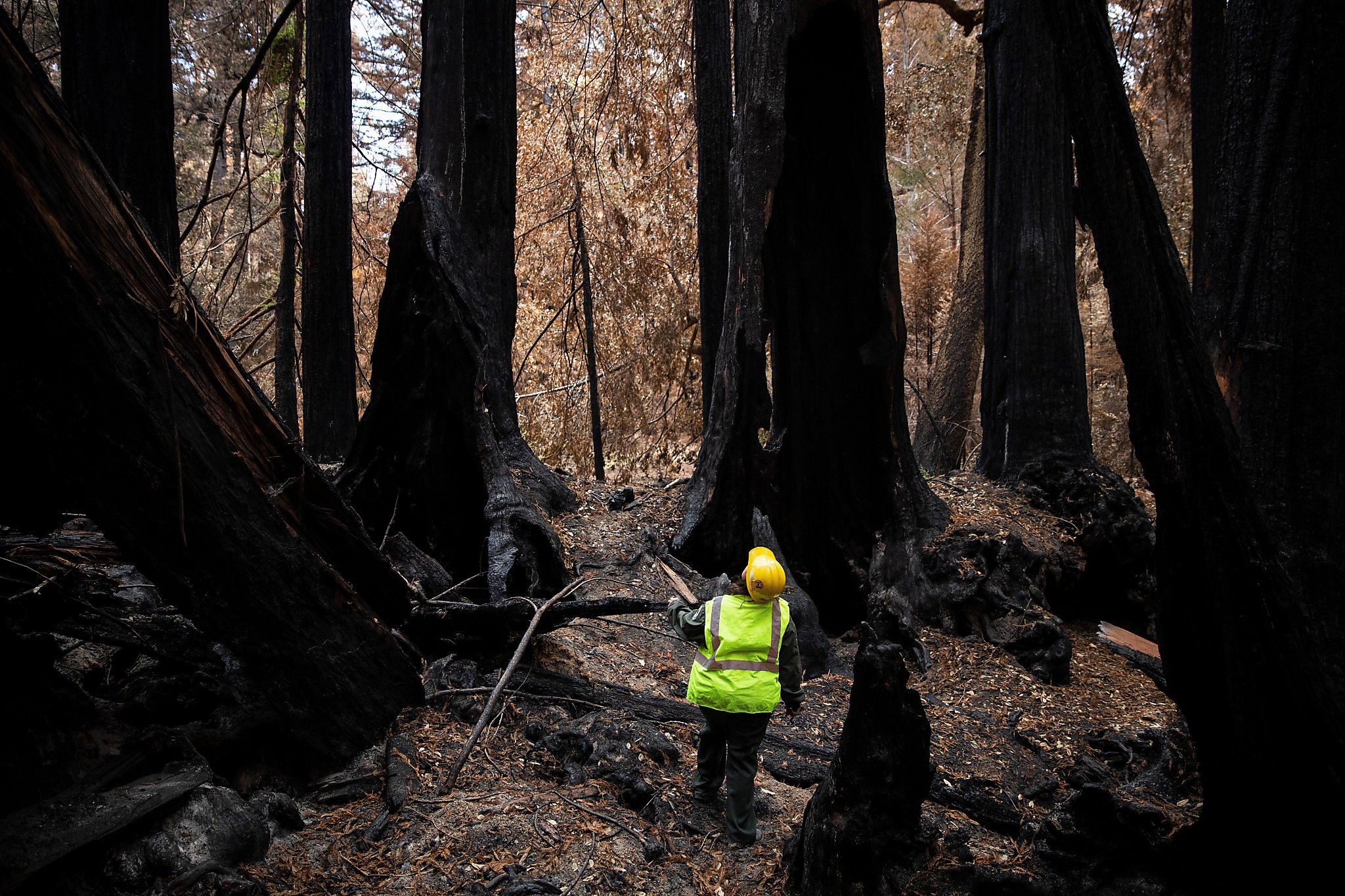 Fire-damaged Big Basin receives $543,000 in donations for recovery - Vimarsana News