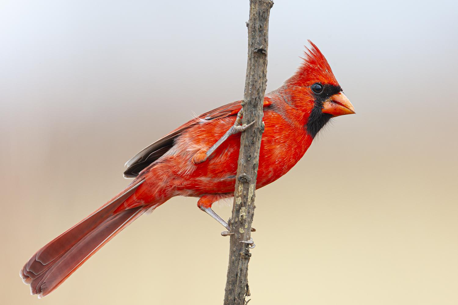Cardinal The Christmas Bird Can Boost Your Holiday Spirit