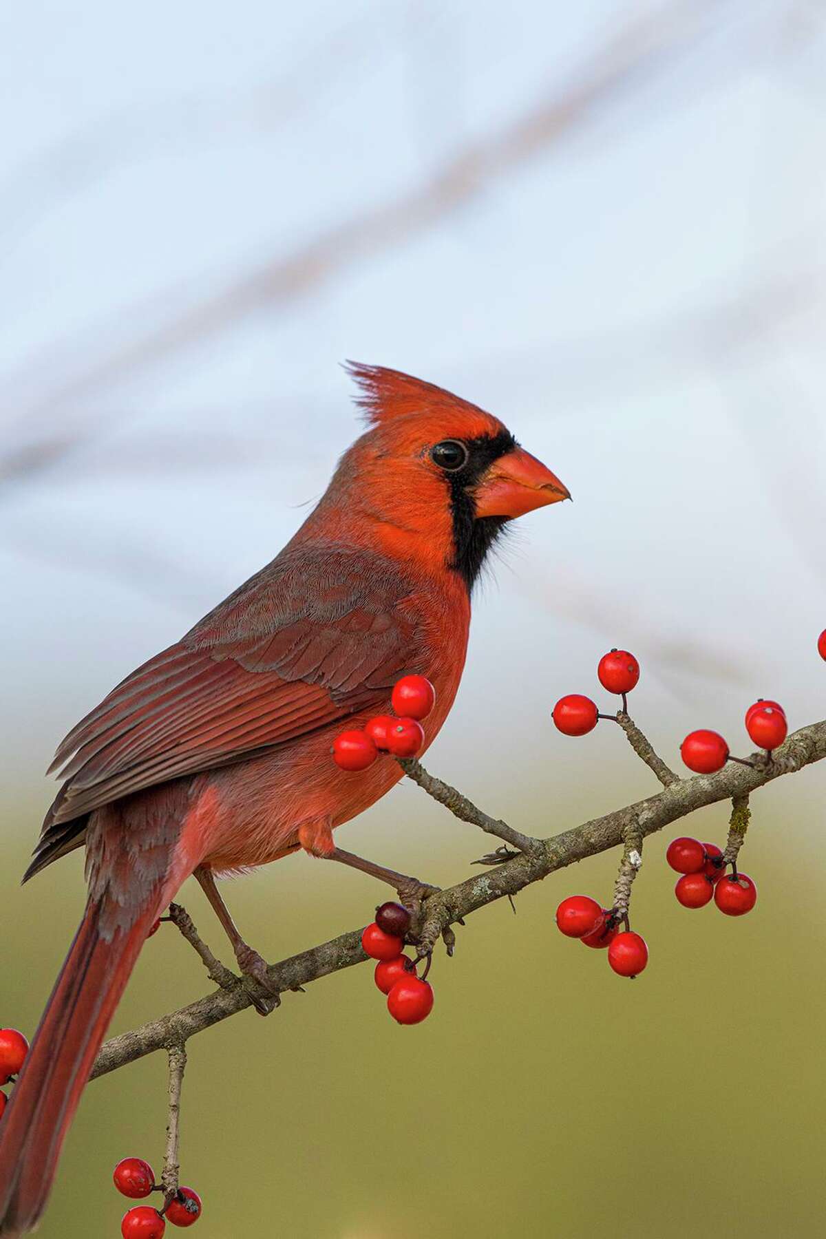 A bright red cardinal on a winter day in Texas is a boost to the holiday spirit. Photo Credit: Kathy Adams Clark. Restricted use.
