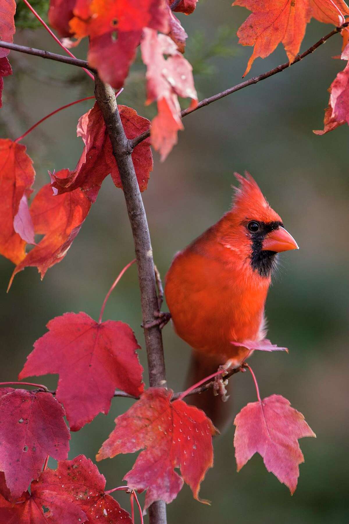 Cardinals: Christmas' Most Popular Bird – Old World Christmas