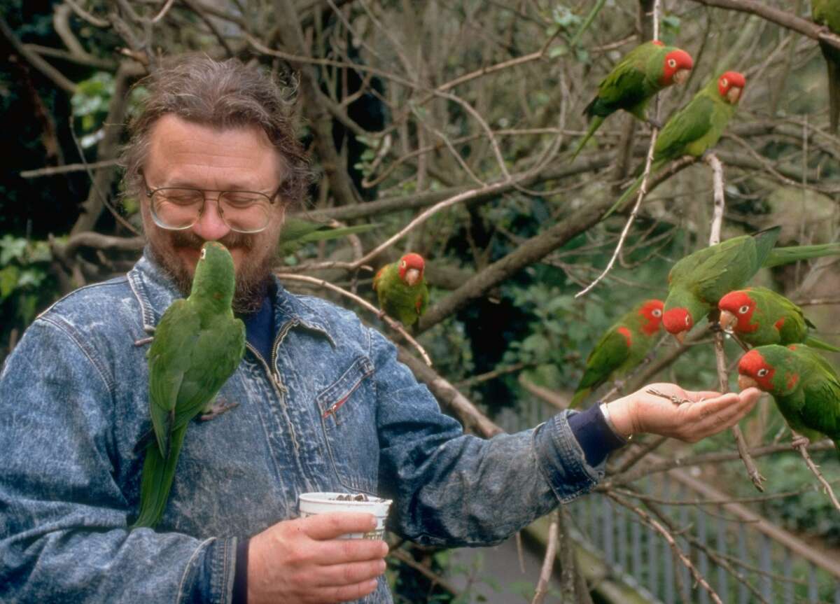 Ein Foto von Mark Bittner, der wilde Papageien mit Sonnenblumenkernen verfüttert, die auf das Deck seines Cottages in Telegraph Hill in San Francisco herabgestiegen sind.