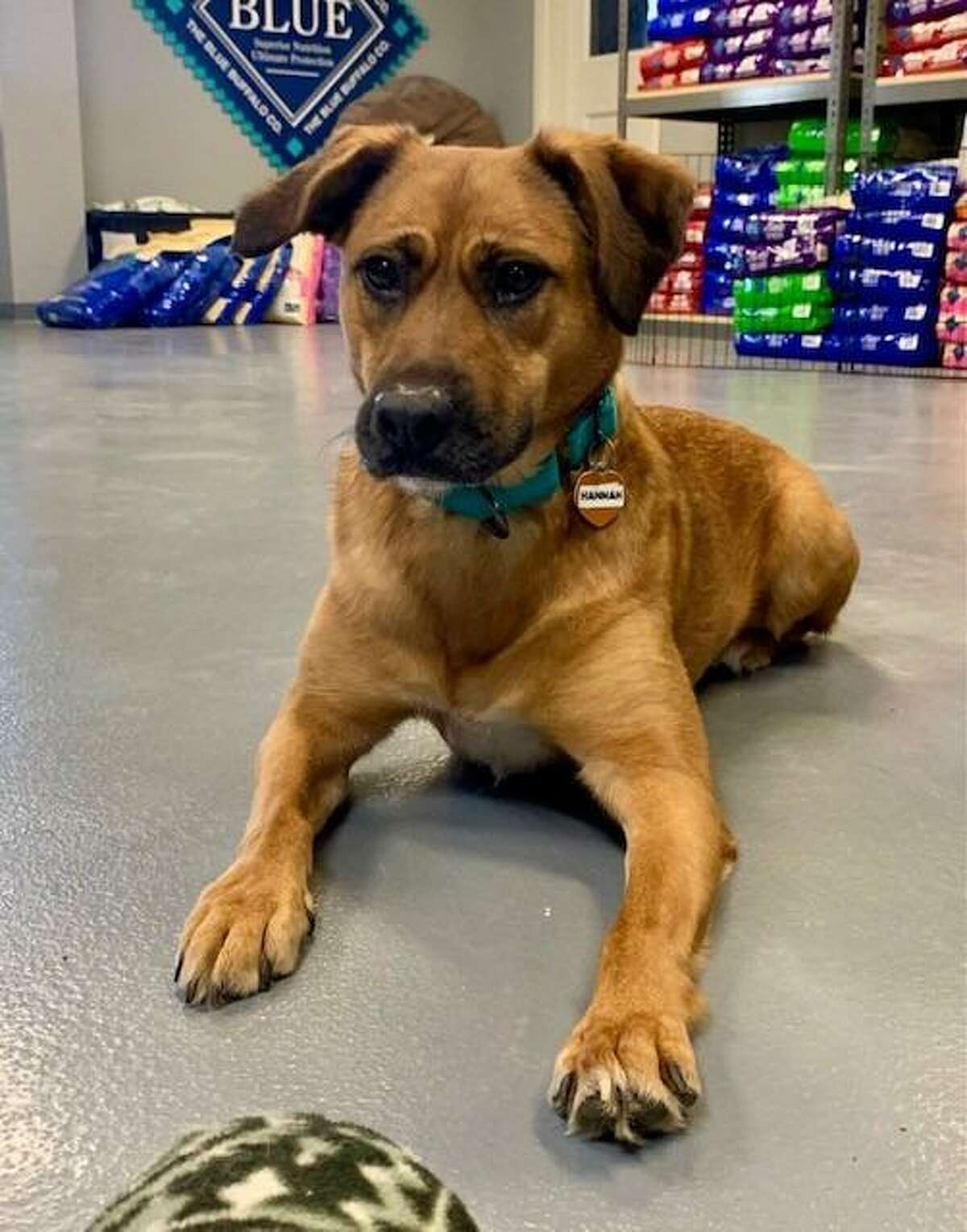 Hannah needs a home with a fenced in yard, a quiet environment, and a dog companion. She is at the ROAR Donofrio Animal Shelter in Ridgefield, and can be met via an appointment by calling the shelter at (203) 438-0158.