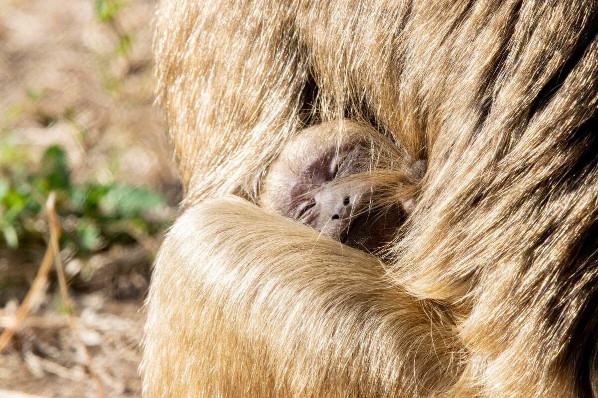 Houston Zoo on Nov. 17 , 2020 welcomed a baby howler monkey named Marlie.