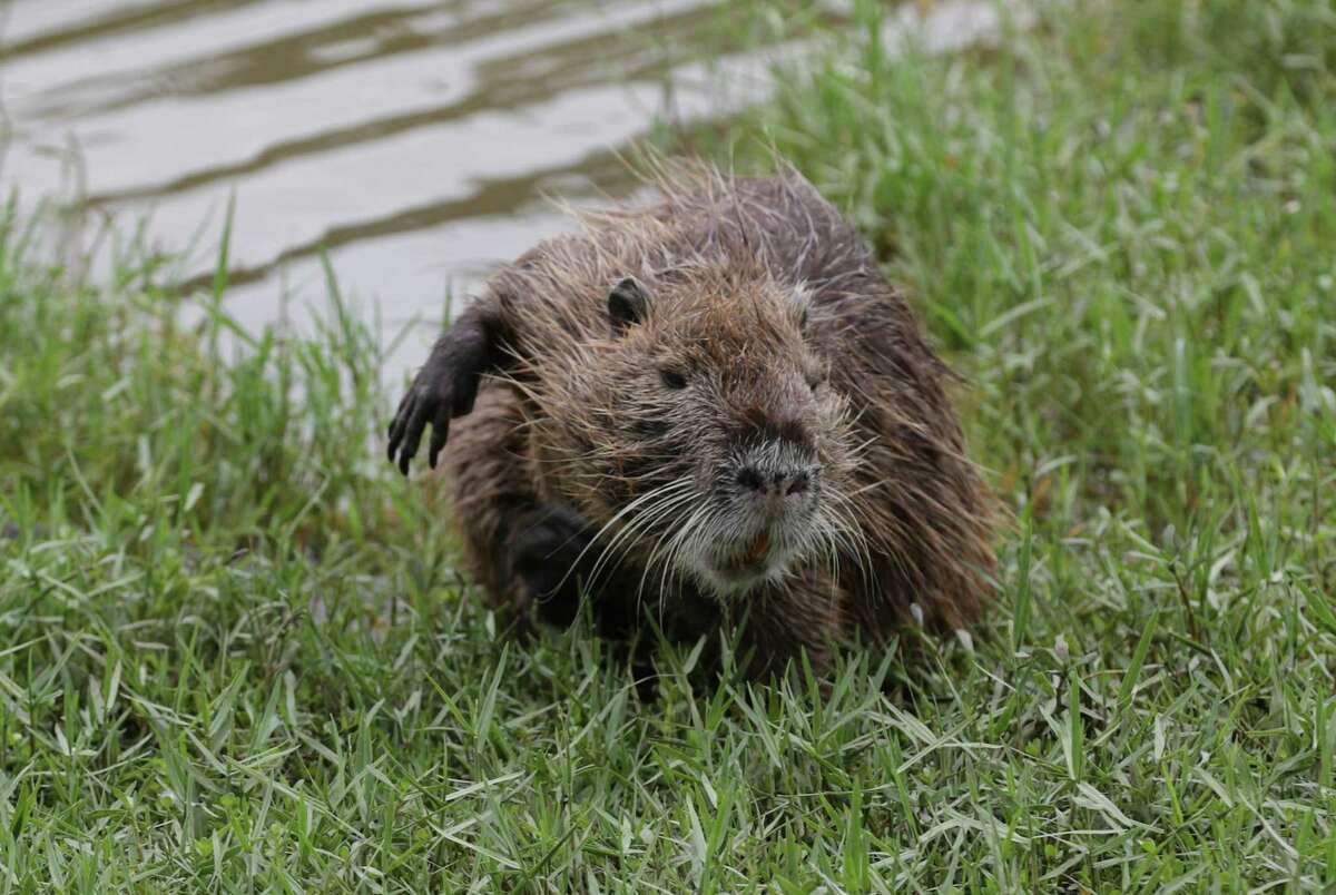 A coypu exits a pond at W.L."Bill" Bane Park Monday, July 6, 2020, in Houston. The rodent is also known as a Nutria.