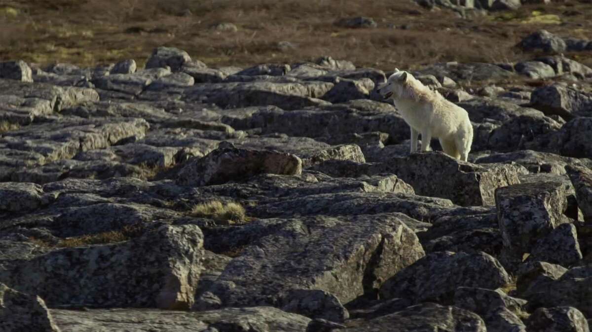 An arctic wolf in North Canada. The Bureau of Land Management has put out the environmental assessment of Kaktovik Inupiat Corp.s application to conduct seismic exploration in the Arctic National Wildlife Refuges coastal plain.