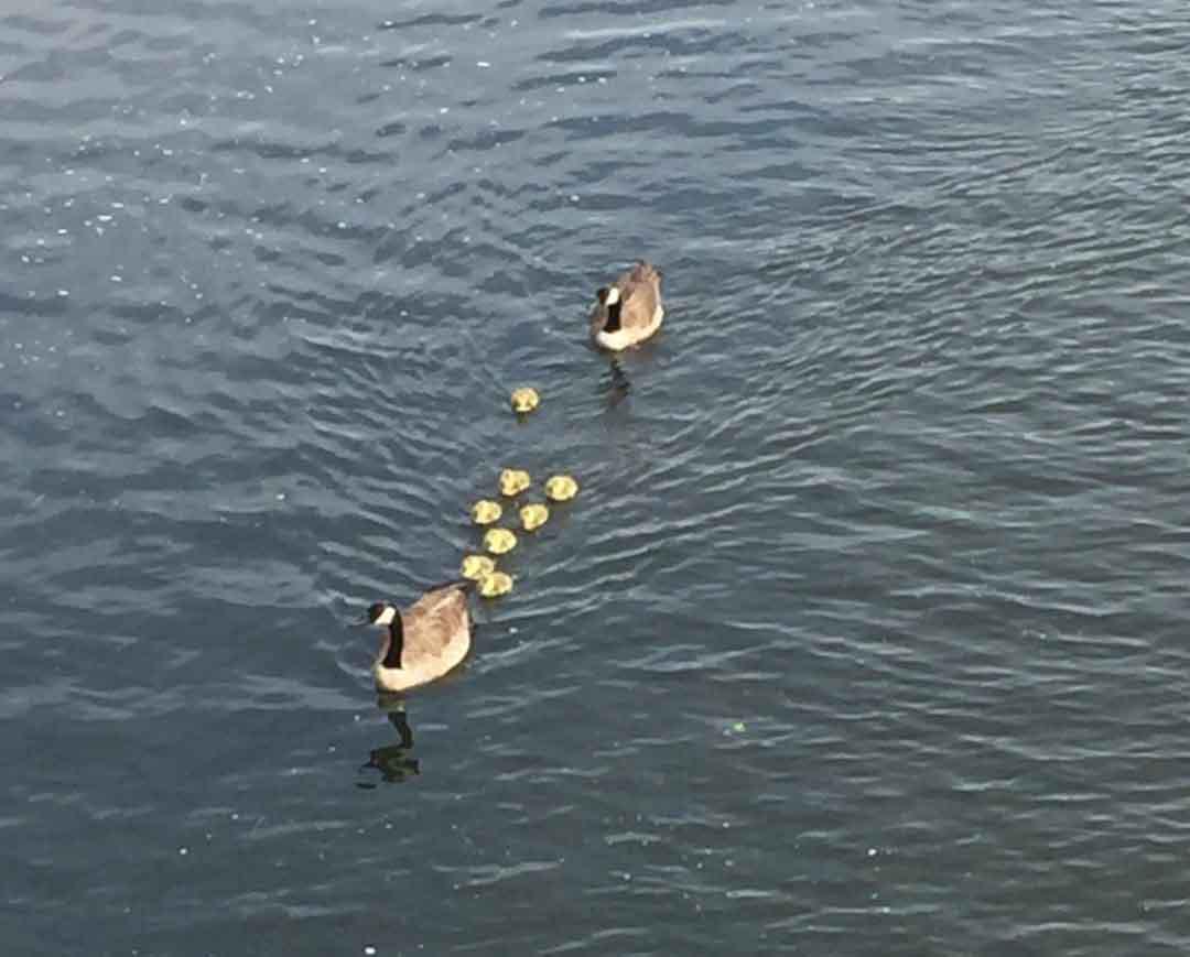 Wilton support group helps parents with challenging children - Vimarsana News