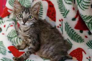 Meet Xena, the paralyzed kitten who narrowly escaped death