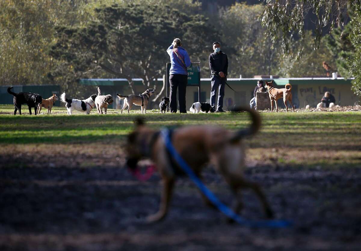 Dogs and people wander through the Stern Grove off-leash dog park. Dog parks have become crowded as pet adoptions rise.