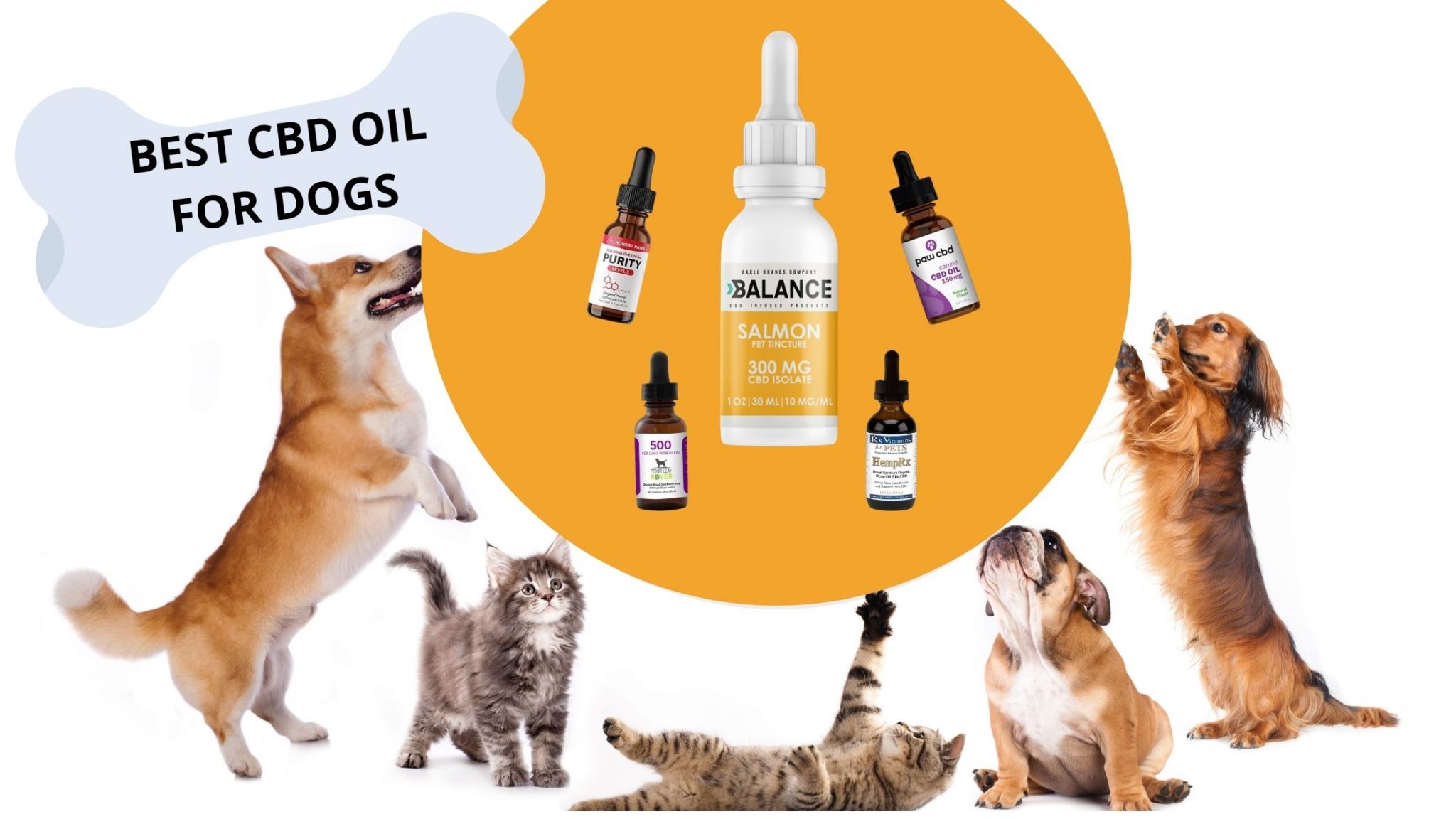 Best CBD Oil for Dogs: Top Brands & Buyers Guide (ad)