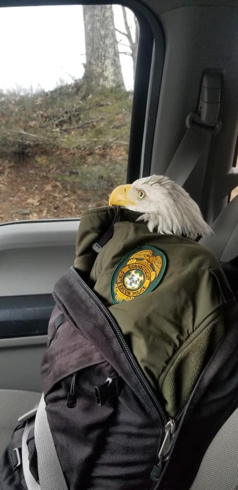Hiker rescues injured bald eagle in Thomaston - Vimarsana News