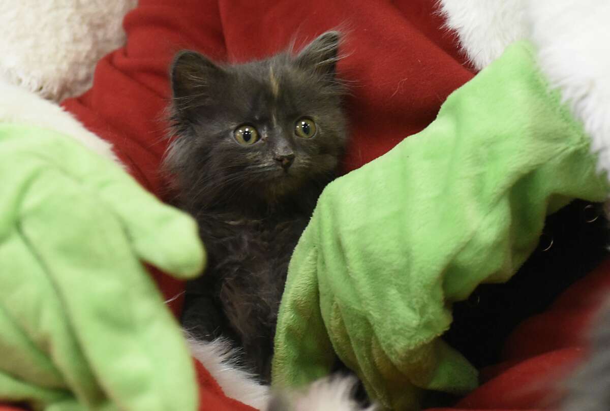 Were you seen at the holiday pet photo event Dec. 12, 2020, at the Saratoga County Animal Shelter? Go to their website to find out about more events and animal adoptions.
