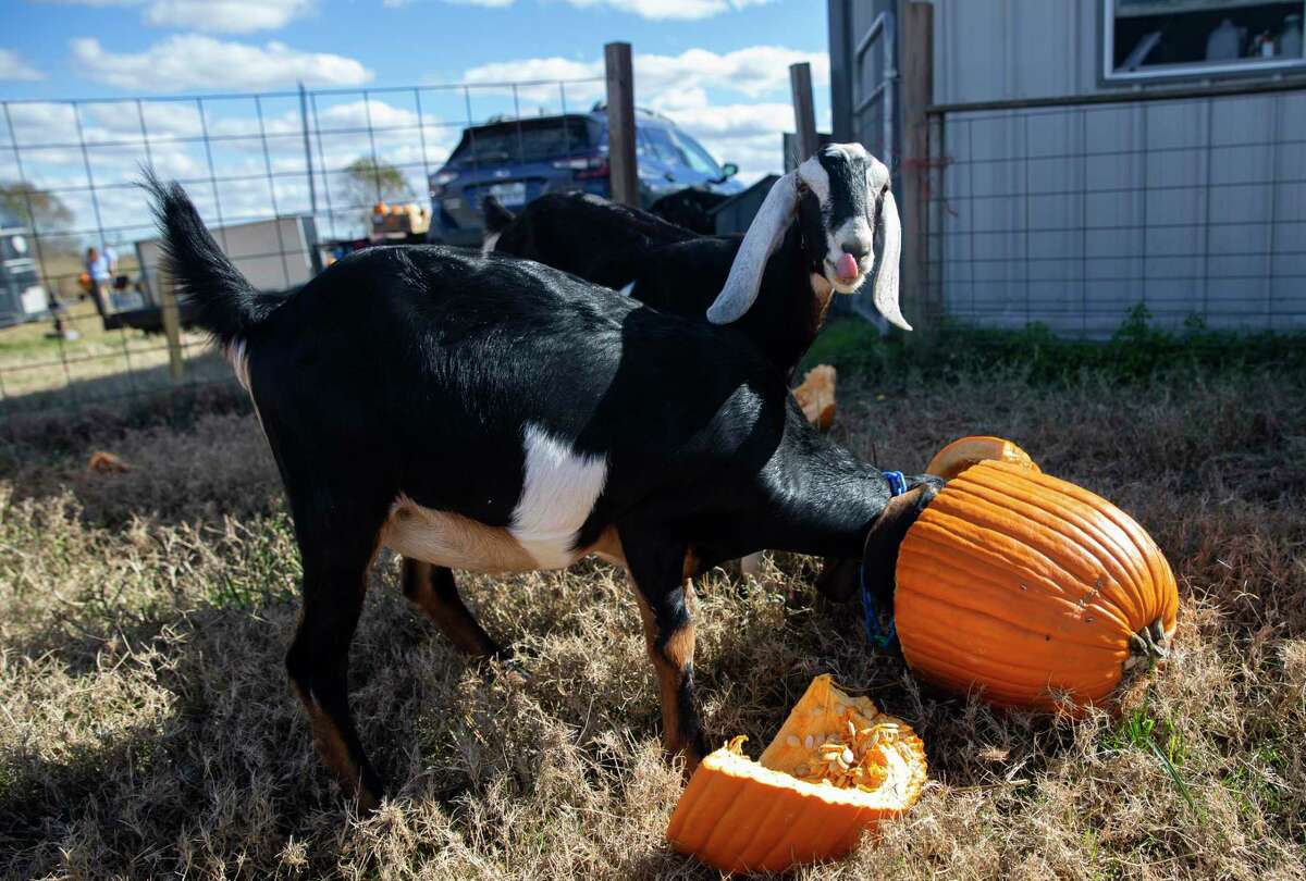 halloween dunks goat