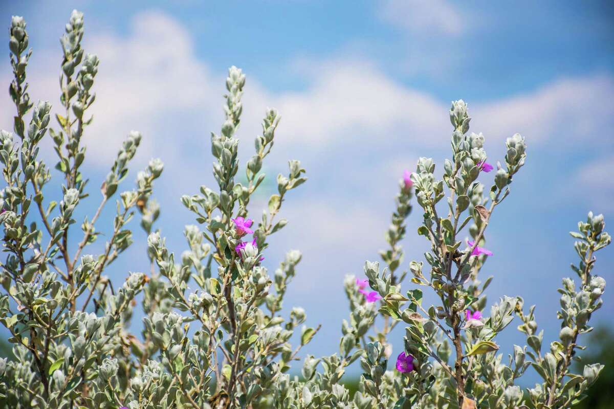 You can take up to one-third of the stem growth off a Texas purple sage (ceniza), and late January or early February would be the best time.