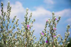 Neil Sperry: Too-tall Texas sage is easy to prune back