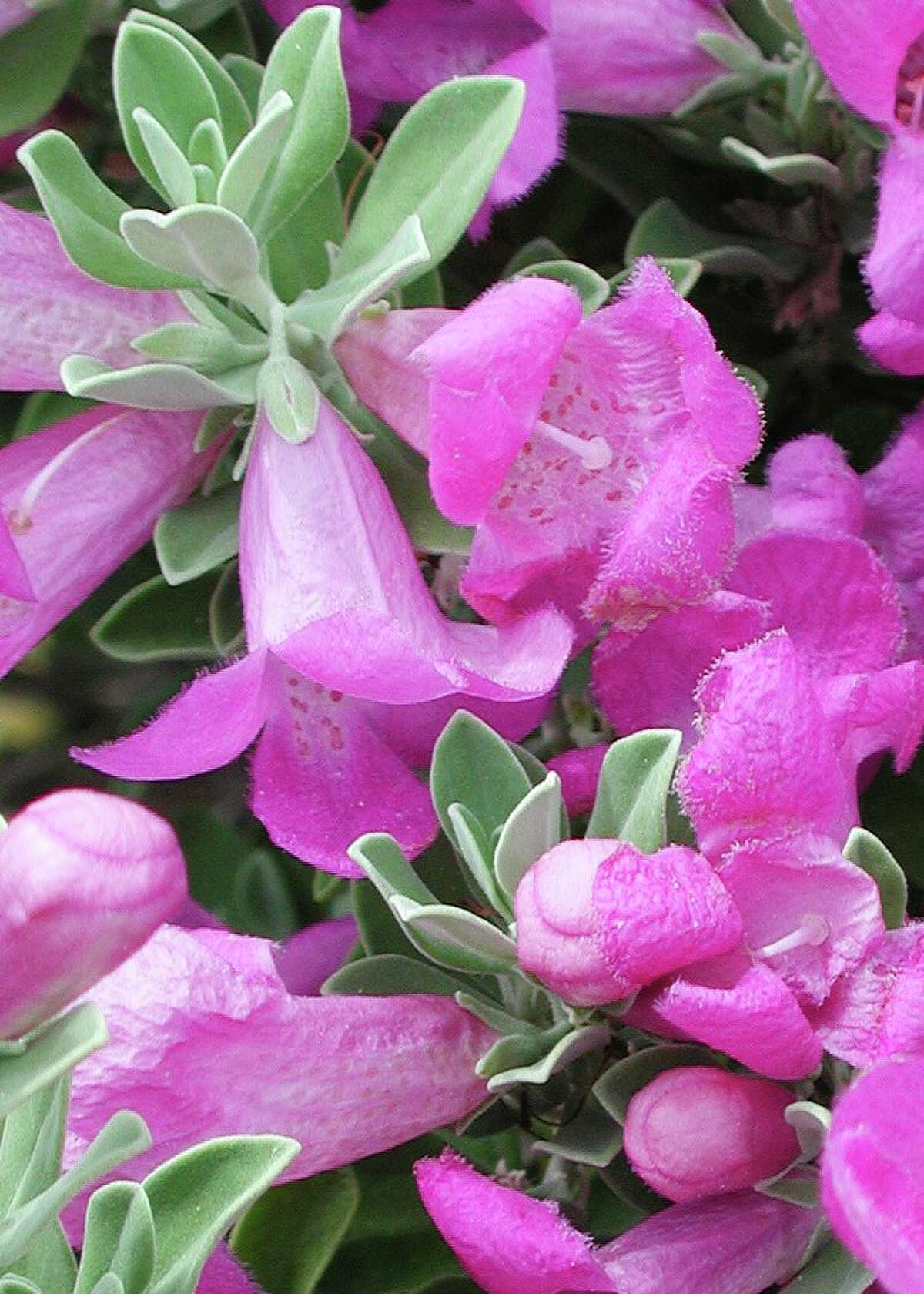 Neil Sperry Tootall Texas sage is easy to prune back