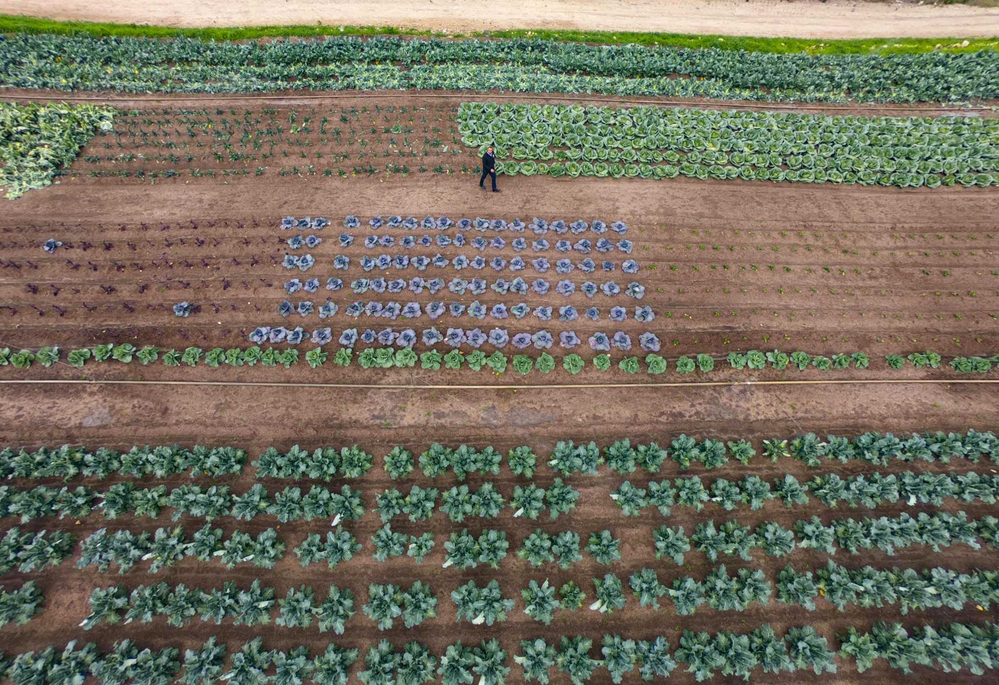 Vegetables grown fresh in the middle of San Antonio's East Side will help ease hunger - Vimarsana News