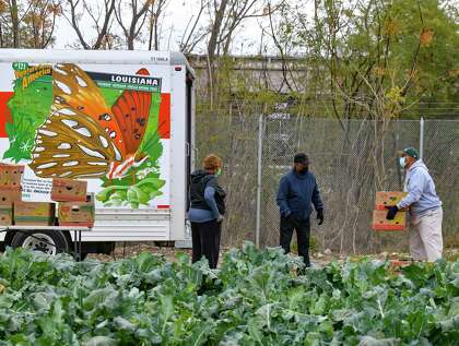 People load harvested vegetables into a truck at Bexar County Urban Farm on Friday, December 18, 2020.  This is the farm's first harvest, including broccoli, cabbage, kale, spinach, and collard greens.