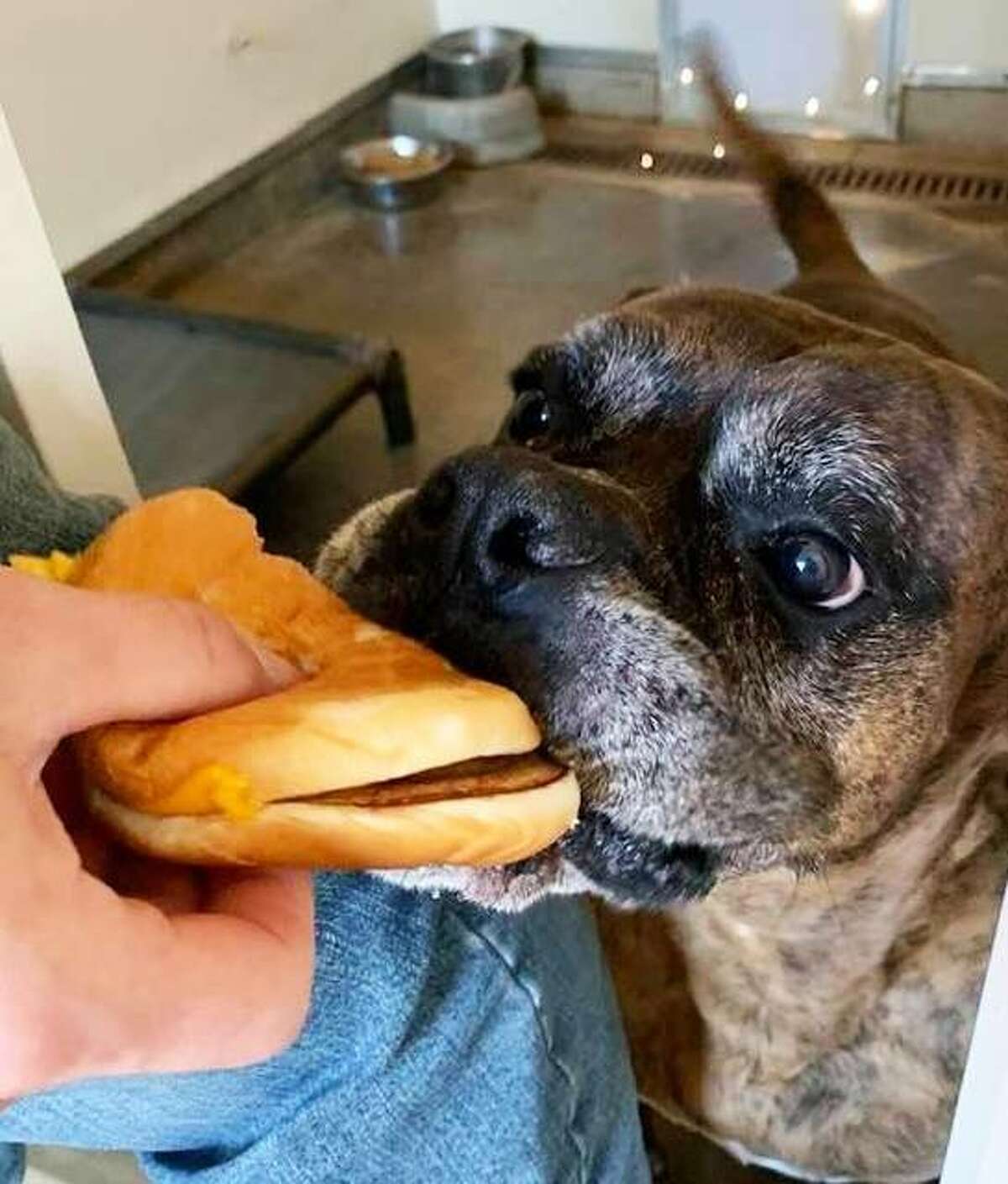 A dog at Hope Animal Rescues receives a sandwich during “Sue’s Cheeseburger Day”, when dogs at the shelter receive McDonald’s cheeseburgers.