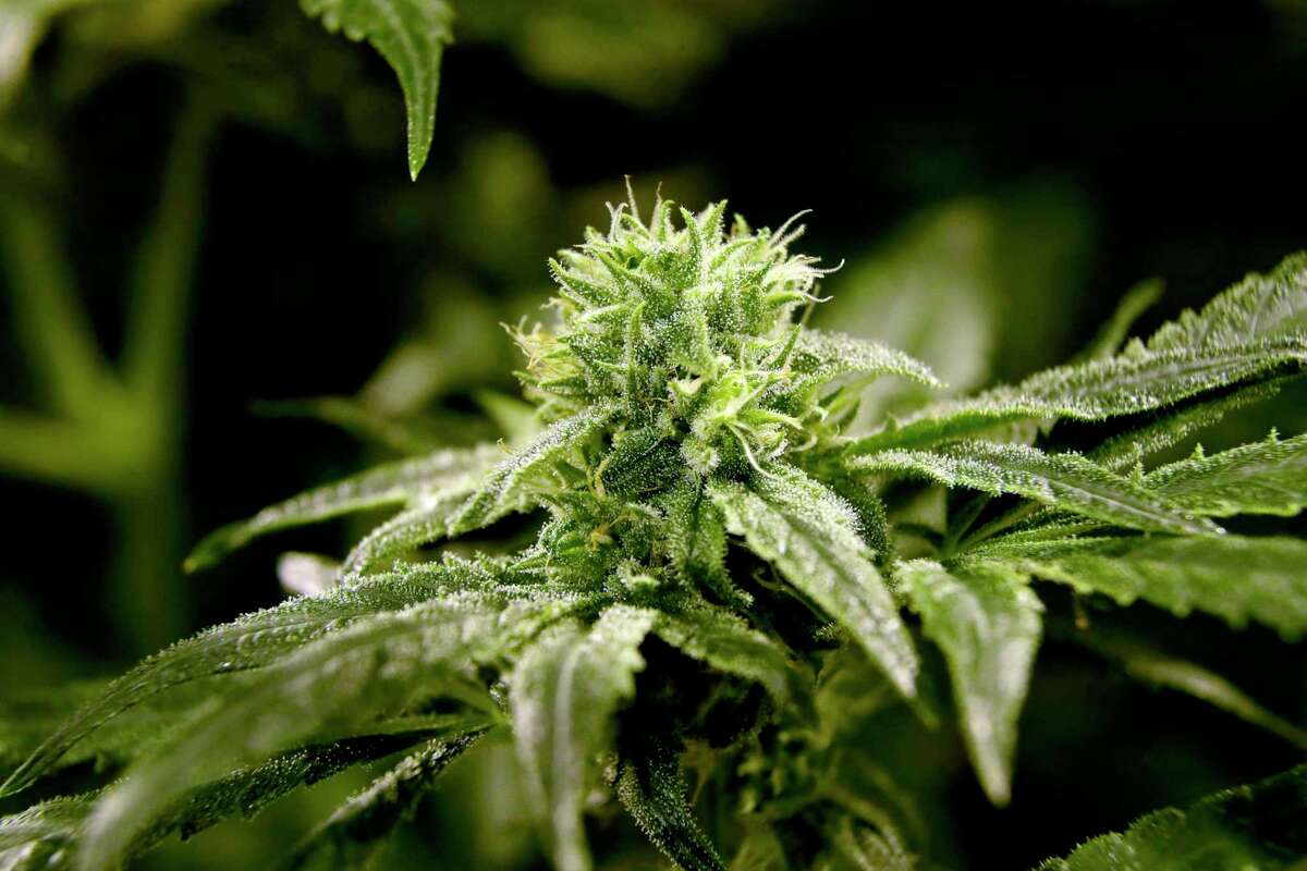 This March 22, 2019 file photo shows a bud on a marijuana plant at Compassionate Care Foundation’s medical marijuana dispensary in Egg Harbor Township, N.J.