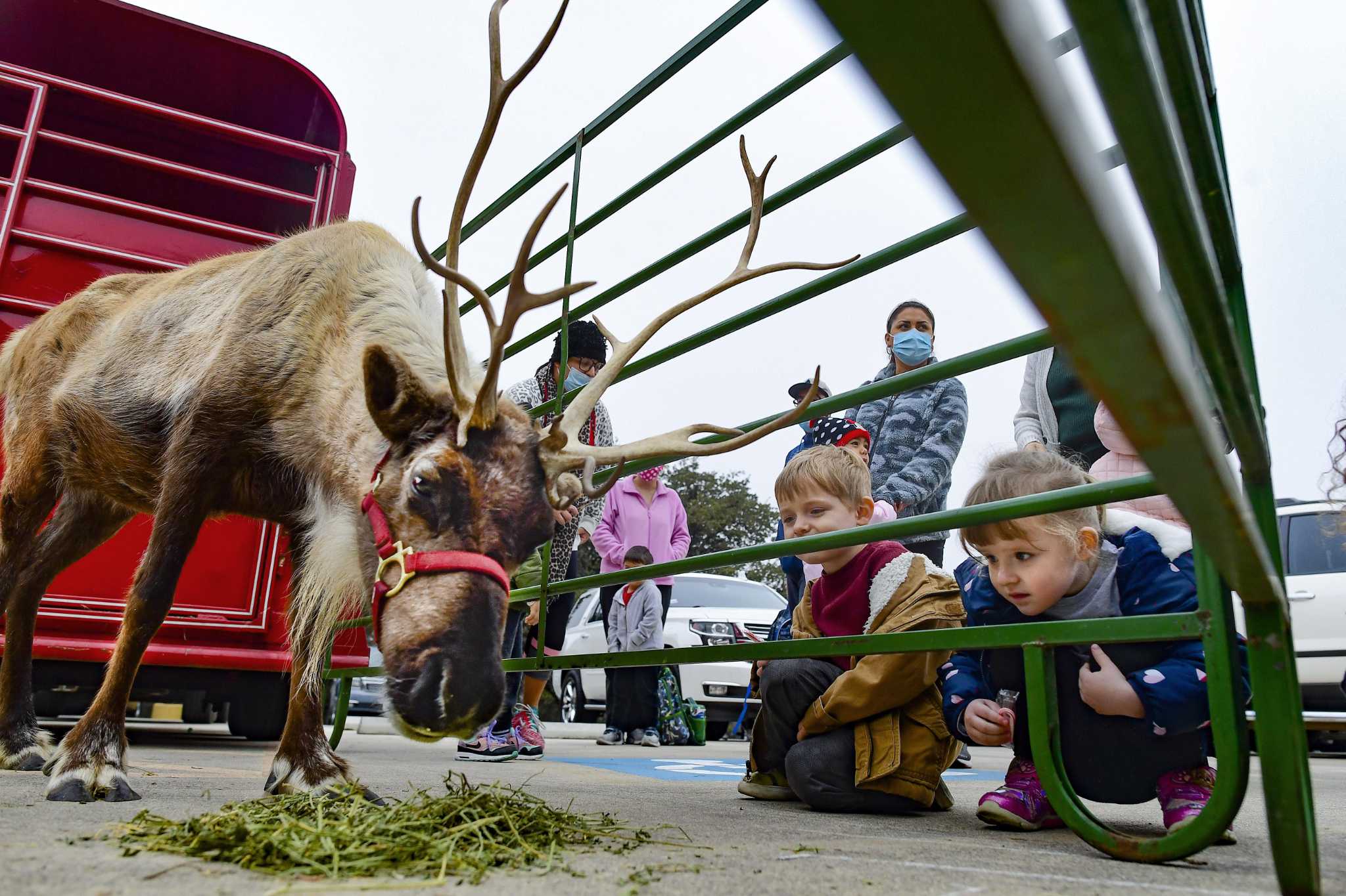 Santa’s reindeer have a ton of nonmagical family members, but they’re exclusive, too
