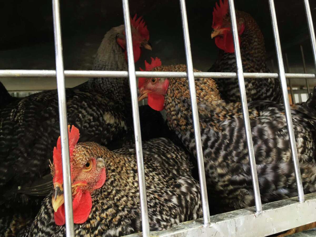 Chuck’s Food Shack Your guide to 5 great meat markets in and around