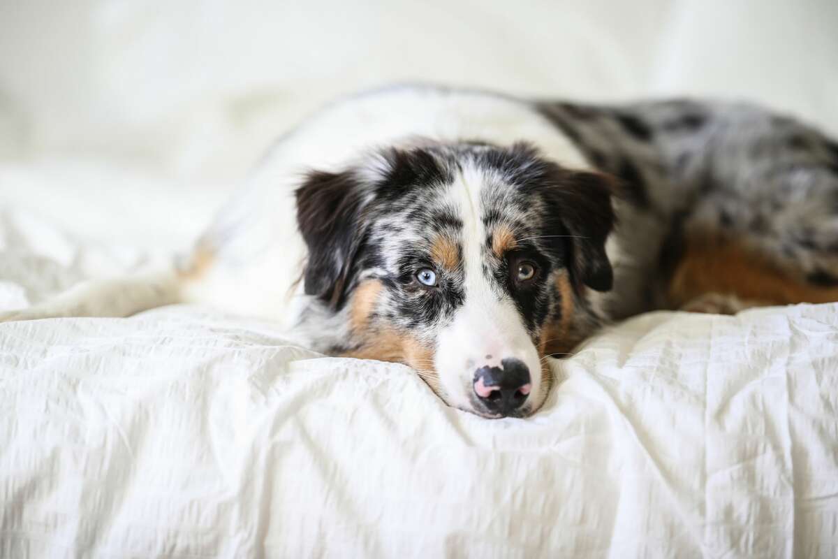 A portrait of a blue merle Australian Shepherd dog, lying on a bed and white bedding