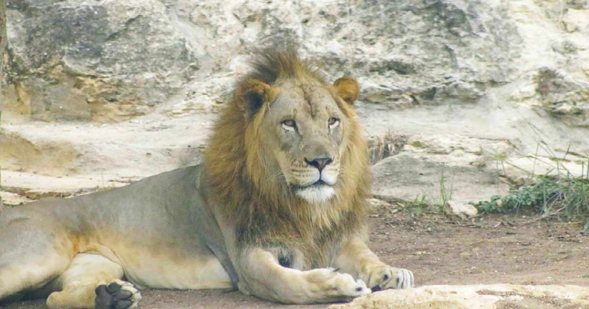 Tony the lion is leaving the San Antonio Zoo and moving to Tucson, Ariz.