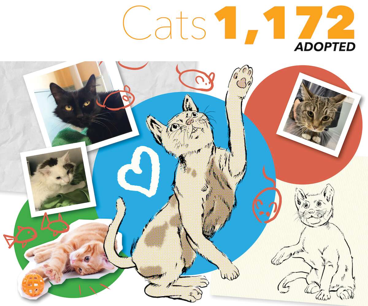 Adoption numbers and tips for cats