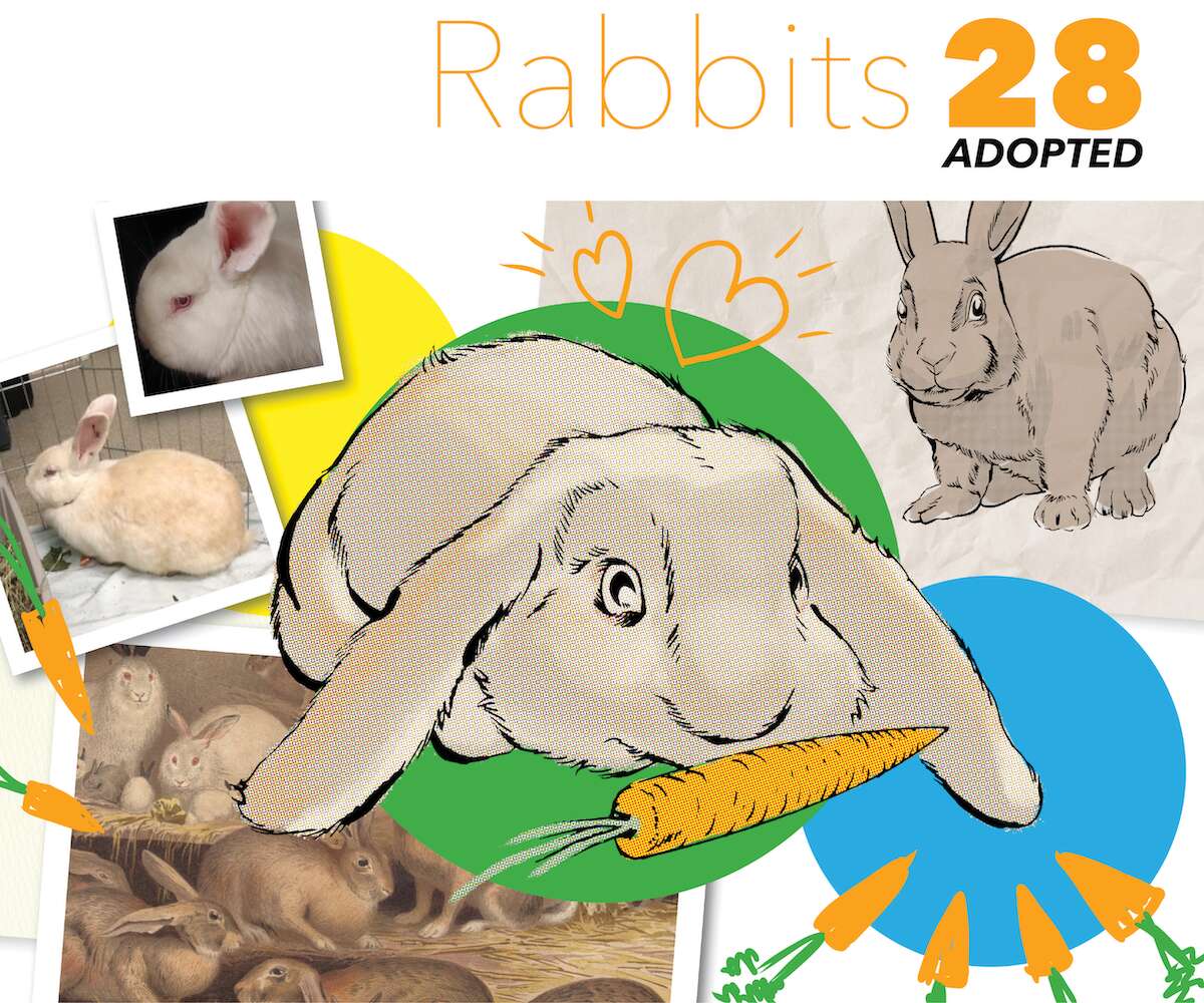 Adoption numbers and tips for rabbits
