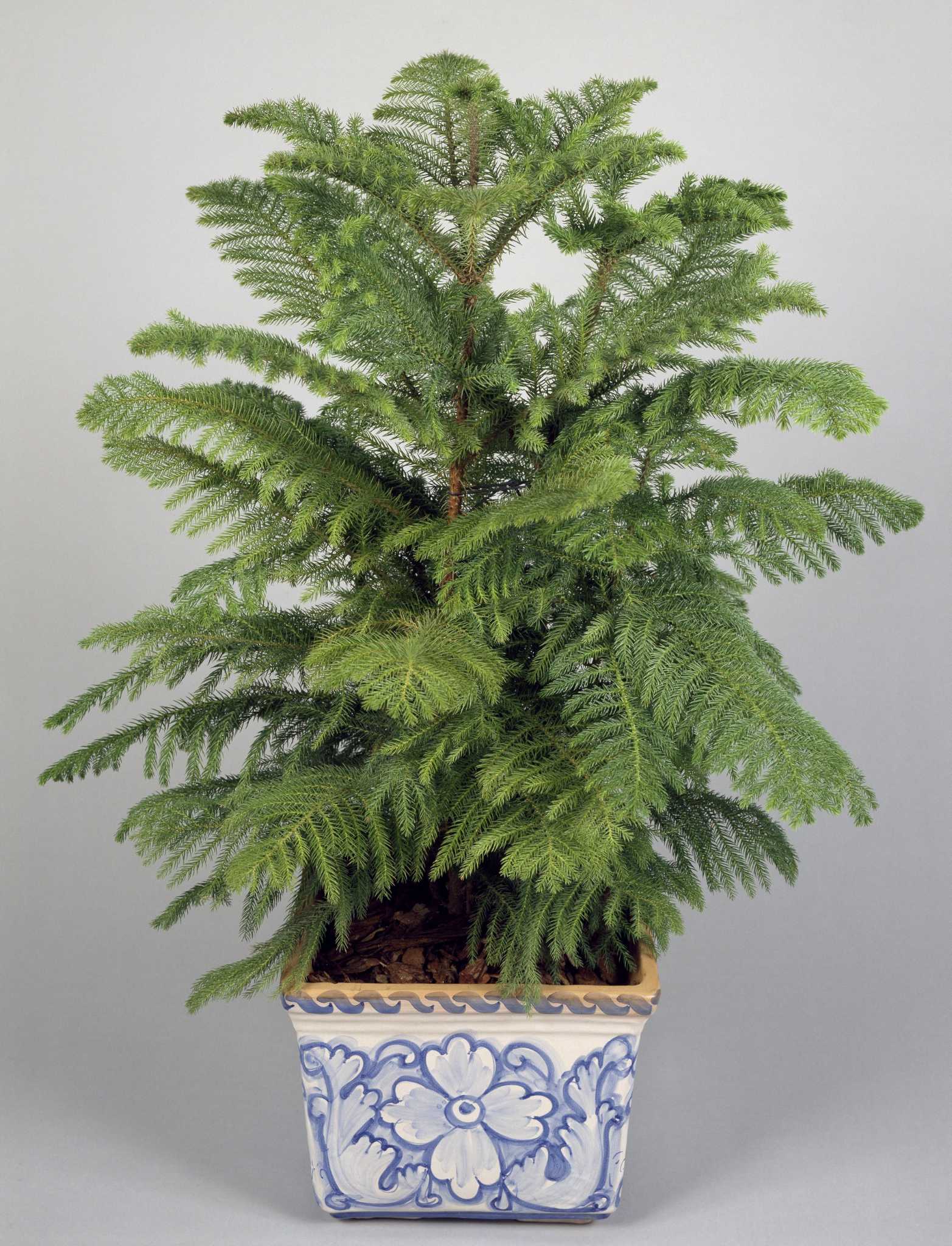 7 tips to grow your own Norfolk Island Pine Christmas Tree
