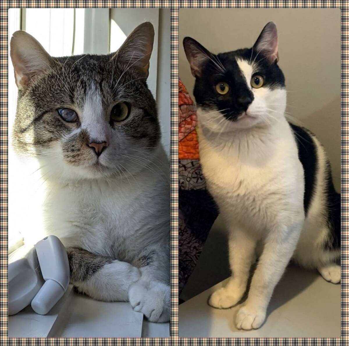 Badger, and Moo, two cats, are more than ready to meet their new family following each of the cats stay at the ROAR Donofrio Animal Shelter in Ridgefield. They can be met by calling the shelter at (203) 438-0158.