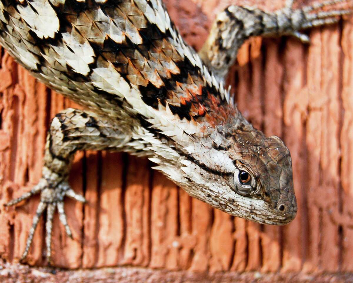 The Texas spiny lizard keeps a low profile, usually up high on trees.