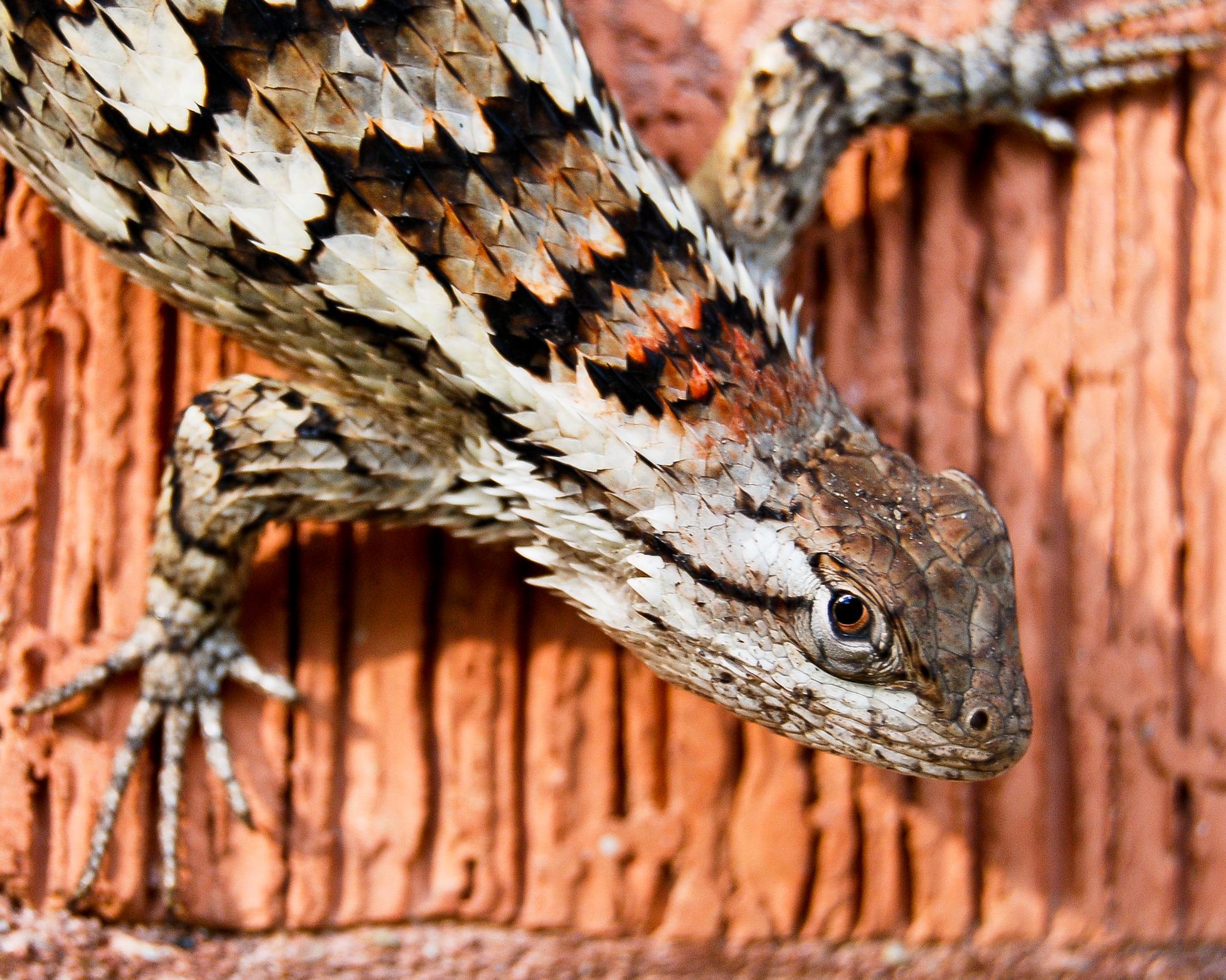 Texas Spiny Lizard Not As Famous As The Texas Horned Lizard Or Horny   RawImage 