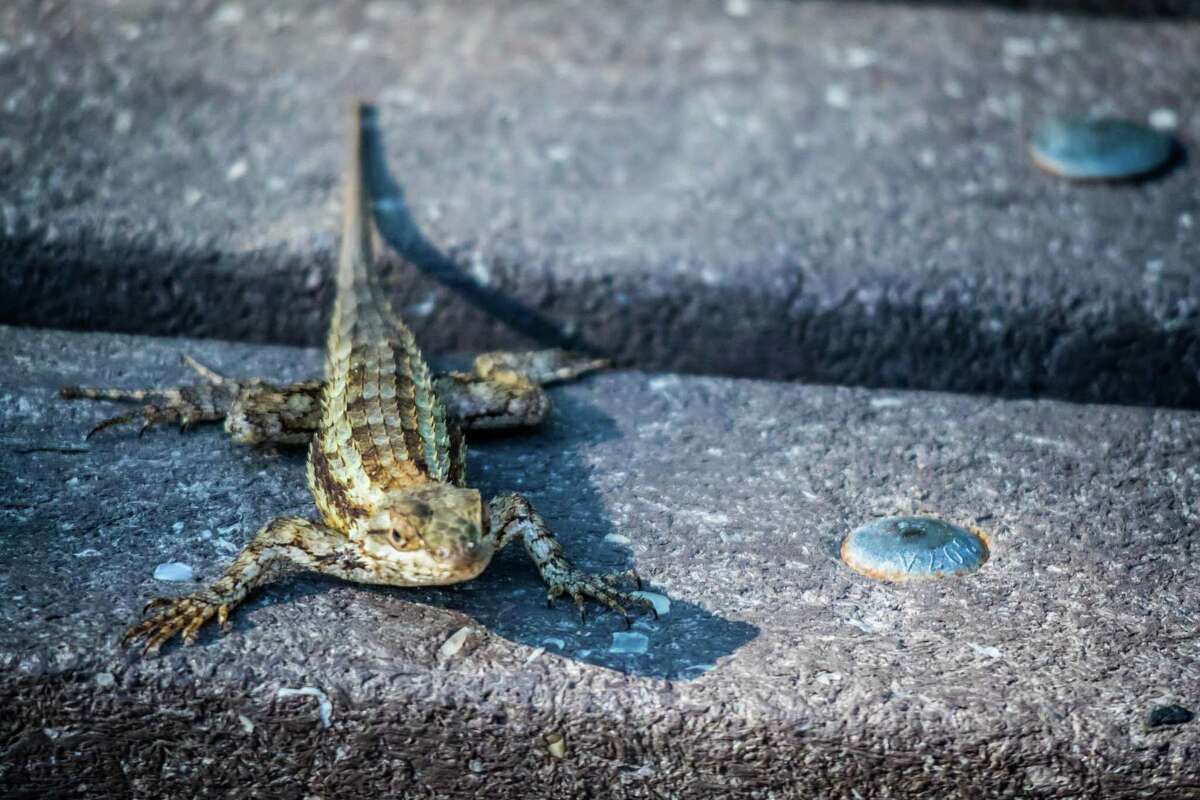 Texas spiny lizard not as famous as the Texas horned lizard or horny ...