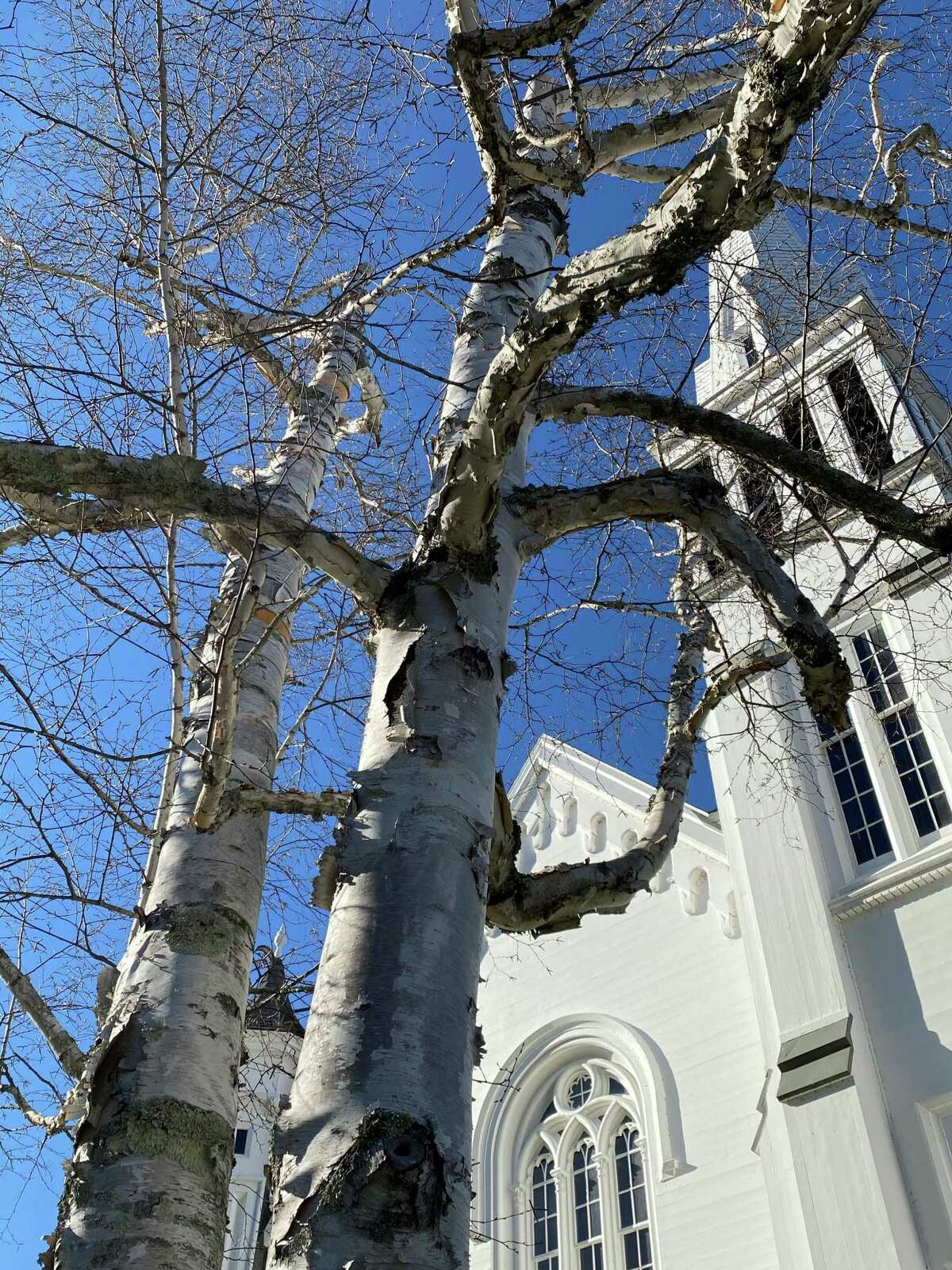 The might of this lone tree creates a striking statement in front of the First Congregational Church of Kent.
