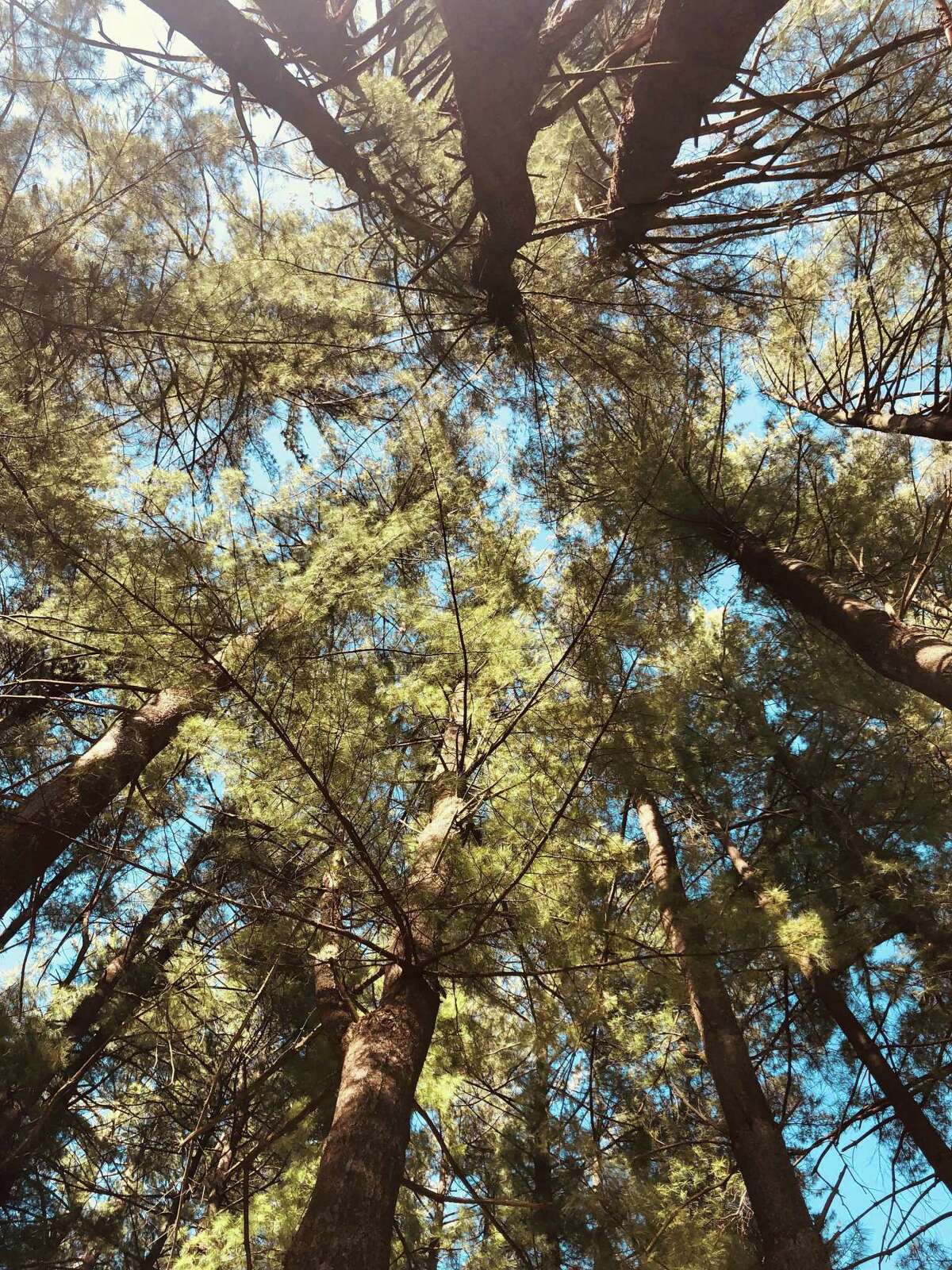 On any given day, visitors to Harrybrooke Park in New Milford can find shade beneath a variety of trees. And the view while seeking refuge from the sun can be, if looking up, stunning. A change in perspective can make all the difference.