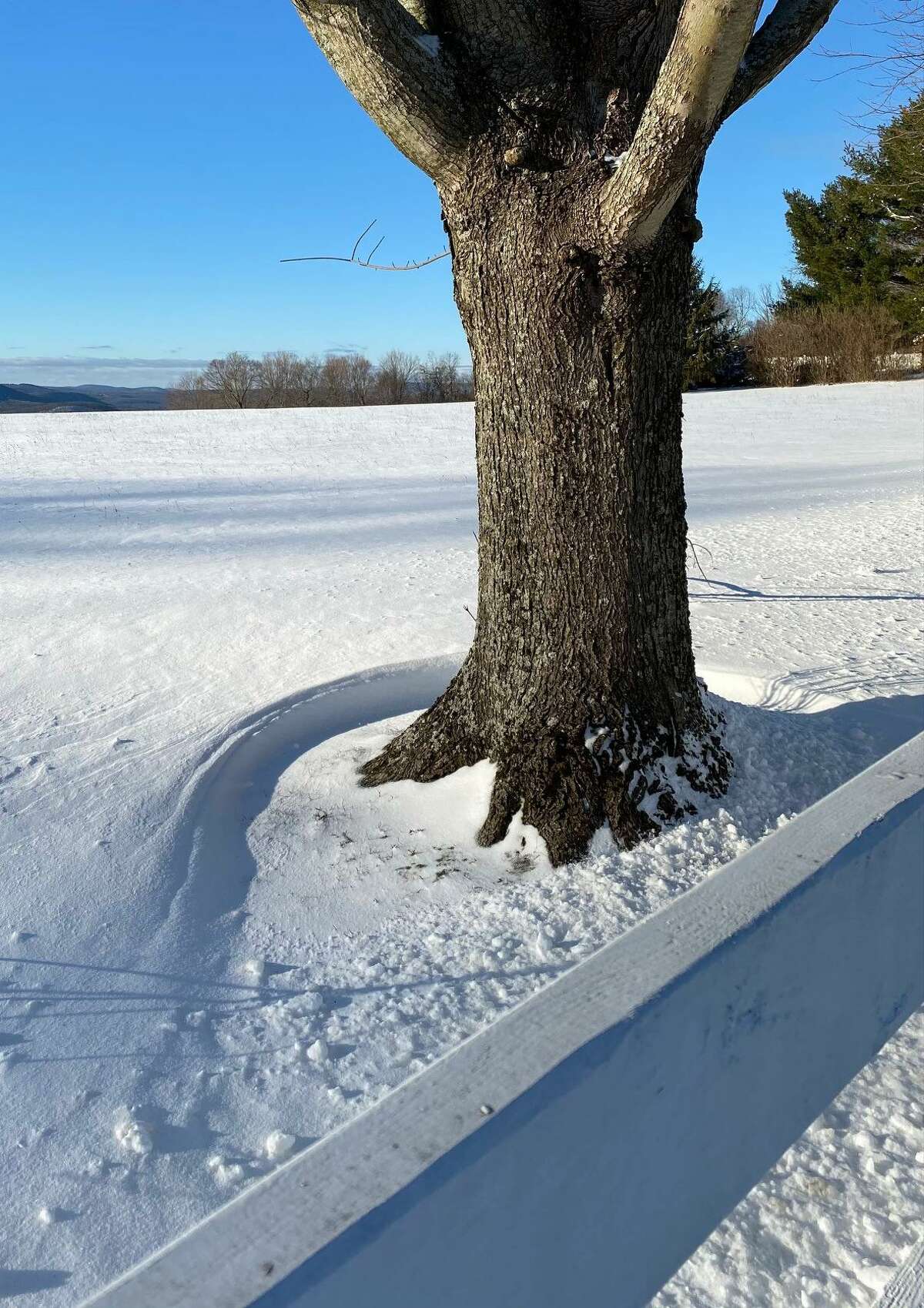 Fresh-fallen snow lightly protects the base of this tree along Curtis Road in Bridgewater.