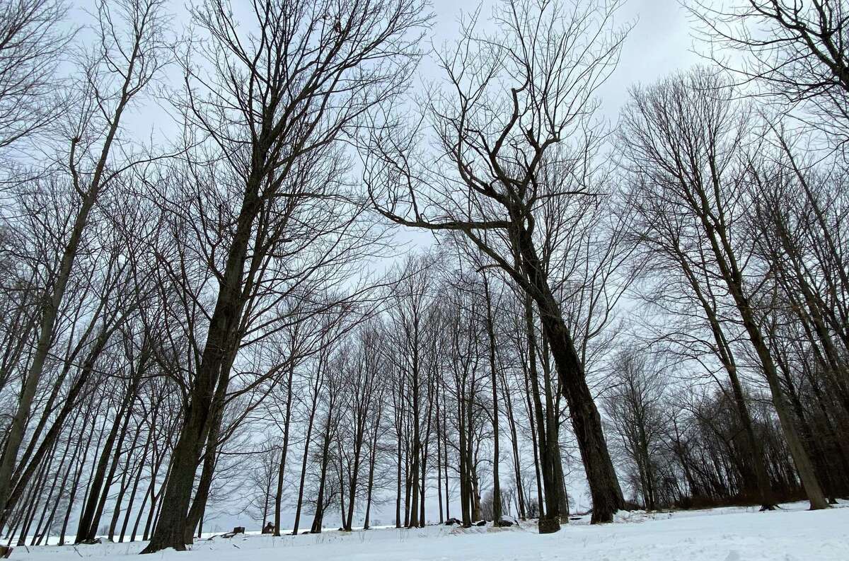 Leafless and vulnerable to the eye, even in the cold of winter, trees like these along Route 39 near its intersection with Cozier Hill in Sherman exude a raw beauty and truth that makes a powerful statement.