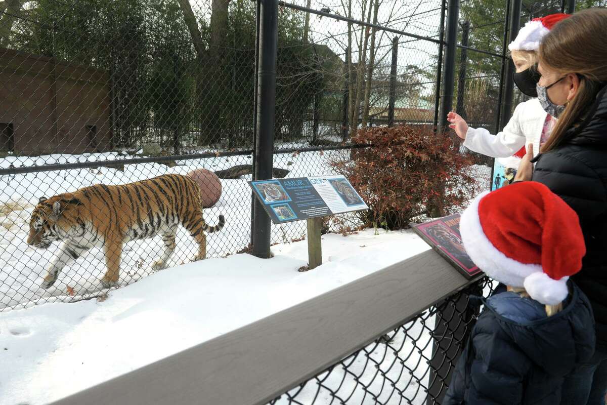 From chinchilla wishes to winter wonderland, Beardsley Zoo gets festive