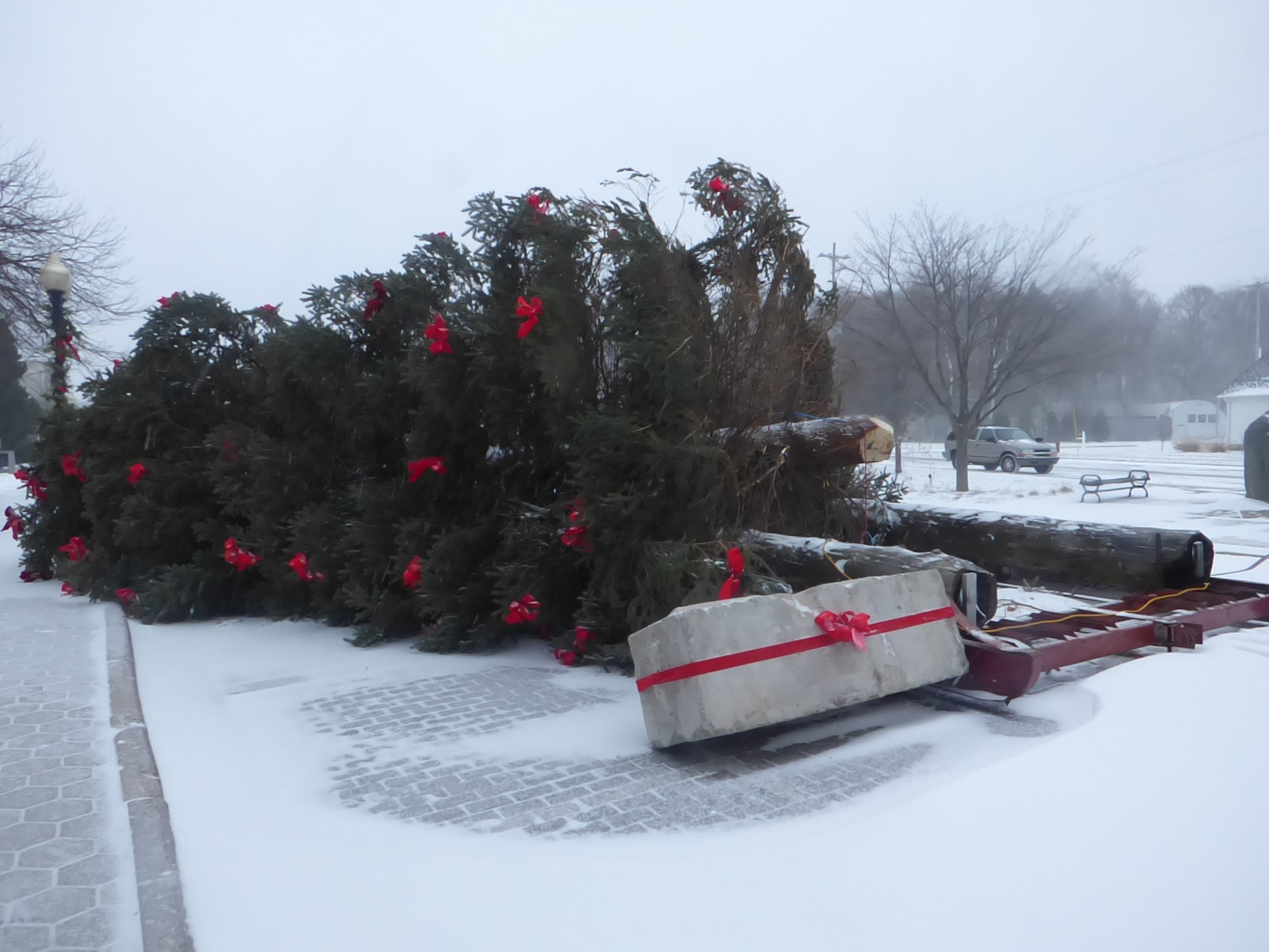 Powerful Gusts Topple Majestic Tree In Stead