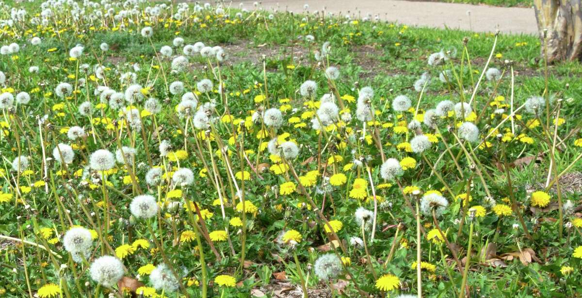 For controlling a dandelion overgrowth, a broadleafed weedkiller spray is less expensive than pre-emergents and just as effective.