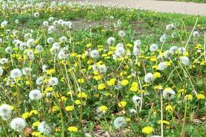 Neil Sperry: The best way to treat for dandelions