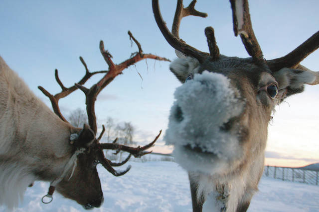 Some people consider reindeer and caribou to be the same animal; however,  the University of Alaska Fairbanks clarifies that these animals are the  same species, but different subspecies.