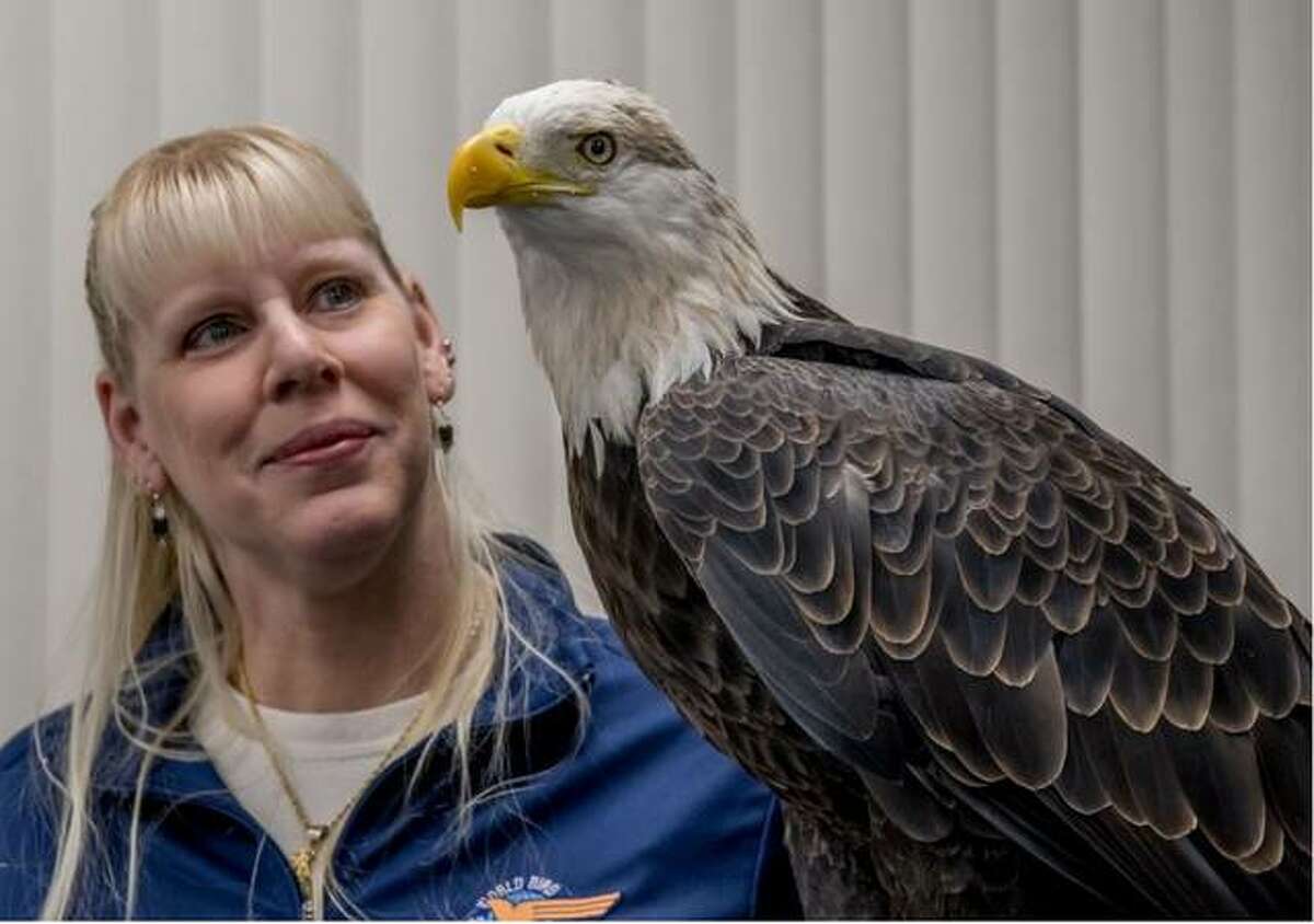 Eaglefest celebrates bald eagles' winter migration in New York, Latest  Weather Clips