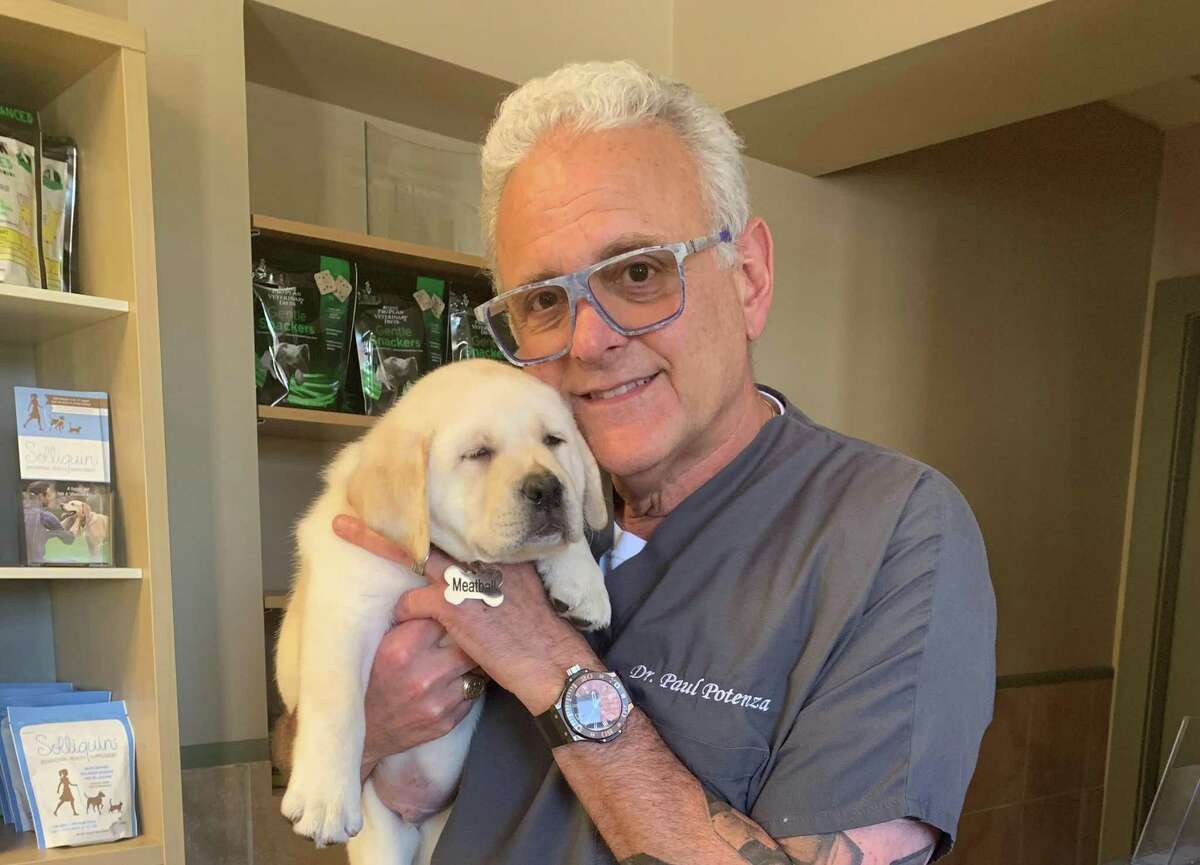 Veterinarians in the area say they have been very busy during the pandemic of 2020, partially because so many people have bought new pets. Here is New Canaan veterinarian Dr. Paul Potenza with Meatball, one of his new patients.