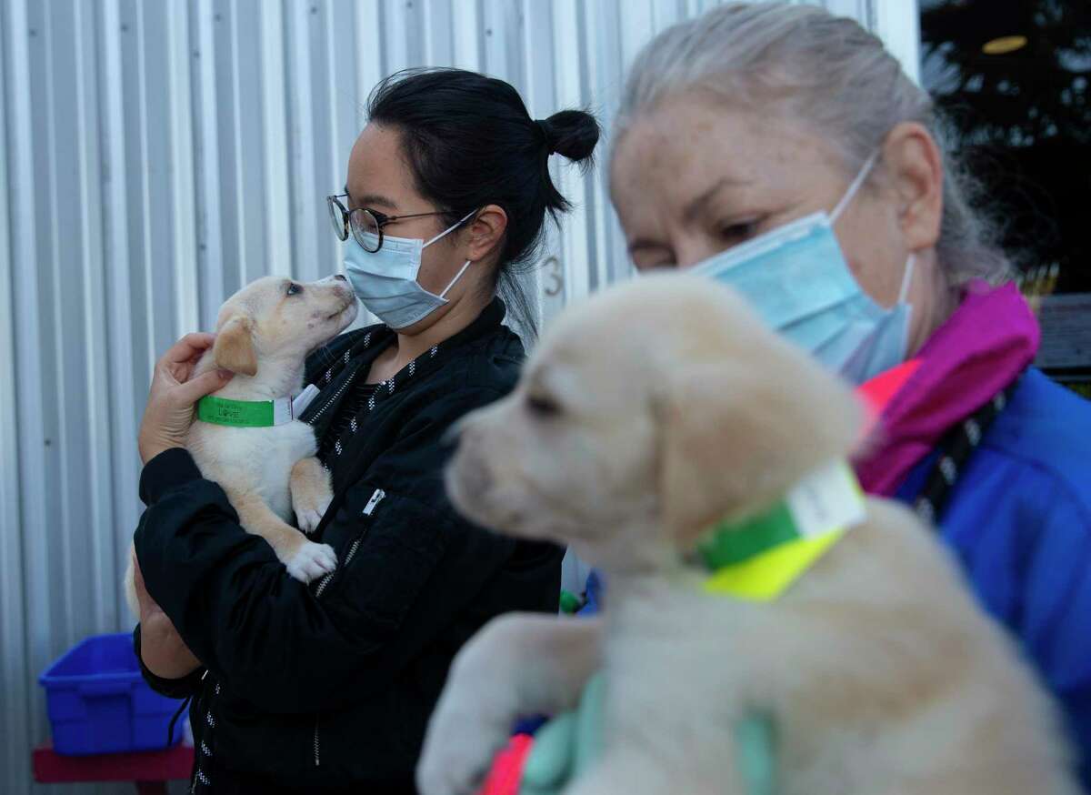 Rescued Pets Movement volunteer Grace Weng checks a puppy in for transport to Colorado, where there is a shortage of adoptable pets, Monday, Dec. 21, 2020, at Rescued Pets Movement in Houston. Four vans were transporting 54 cats and 103 dogs on this trip. BARC, the city's animal shelter, is on pace to hit about 95 percent live-release rate, and Rescued Pets Movement is a big reason why.