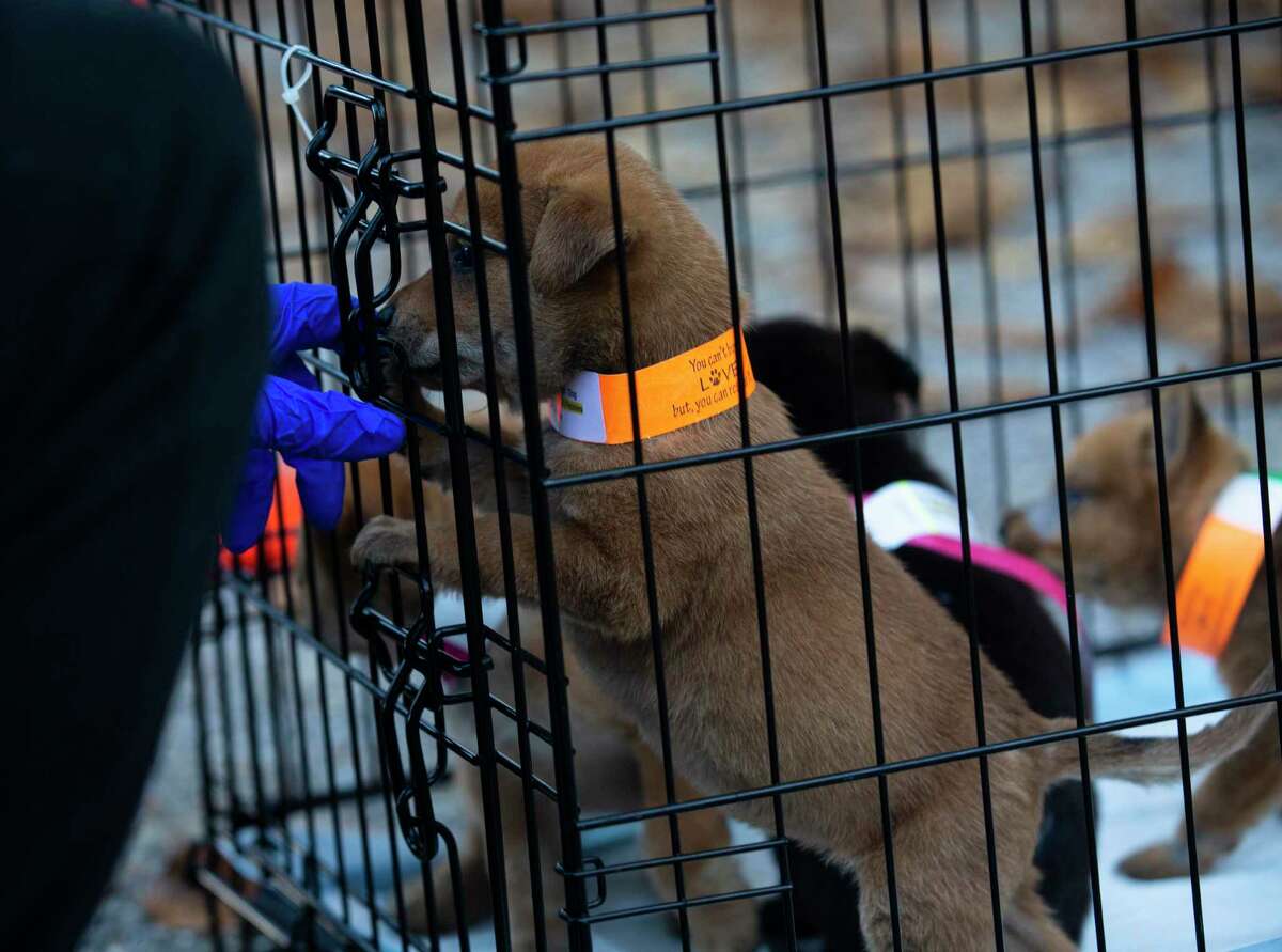 BARC animal shelter closing this weekend due to upper respiratory