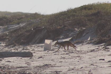 'Expect the Unexpected!': Beachgoer finds coyote at Padre Island National Seashore - Vimarsana News