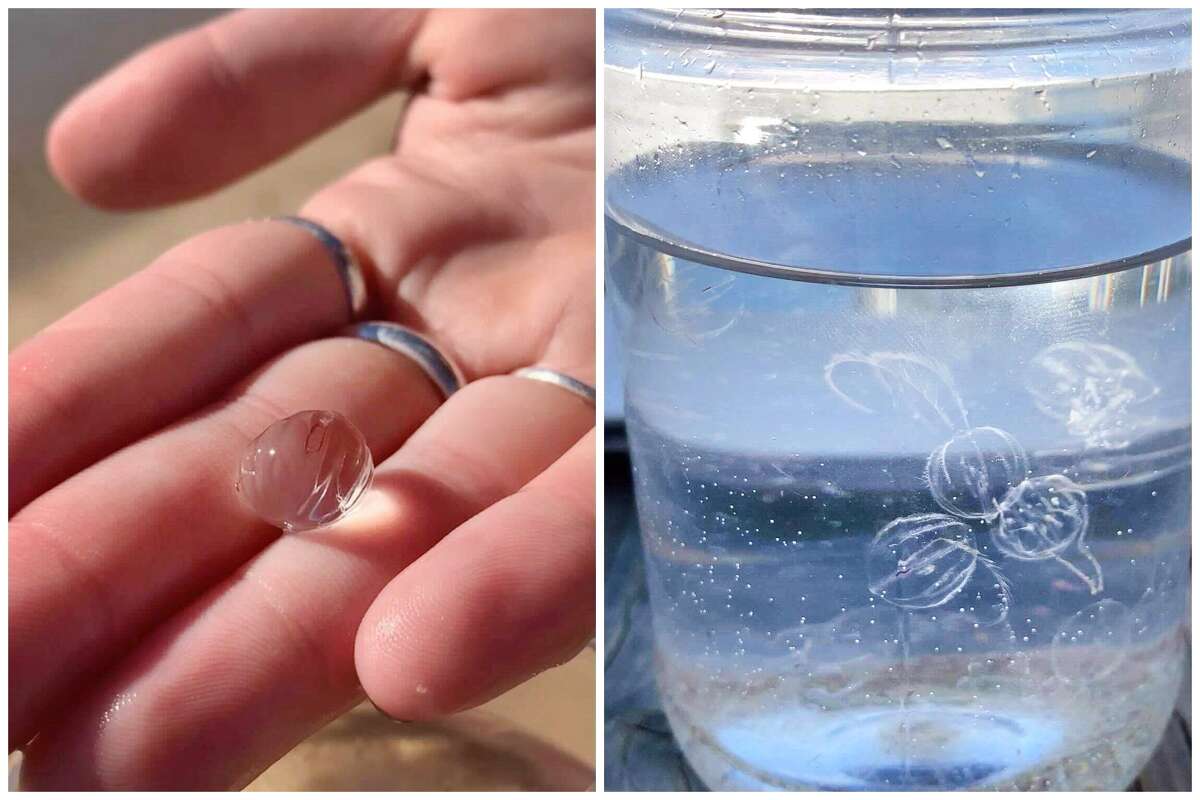 Erica Page was thrilled to discover these comb jellies on Newport Beach.